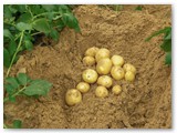 Kartoffeln
